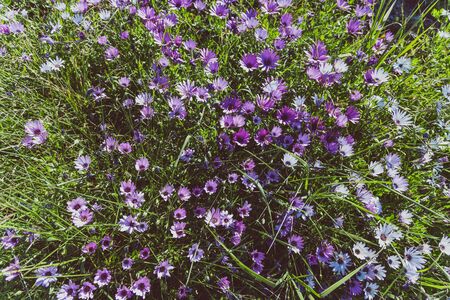 bush of Osteospermum purple African daisy with purple pink and white tones shot under natural light on a sunny dayの写真素材