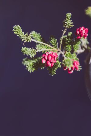 native Australian grevillea plant with red flowers in bloom shot at shallow depth of field with dark backgroundの写真素材