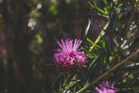 isopogon candy cone native western australian plant with bright pink flowers shot at shallow depth...