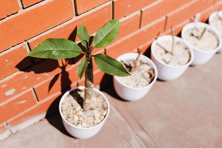 tiny frangipani plant in white pot outdoor in a sunny backyard shot at shallow depth of fieldの写真素材