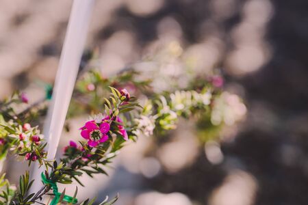 native Australian tea tree in bloom with pink flowers shot at shallow depth of fieldの写真素材
