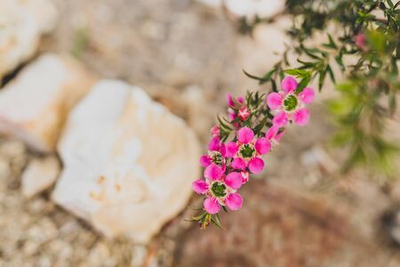 native Australian tea tree in bloom with pink flowers shot at shallow depth of fieldの写真素材