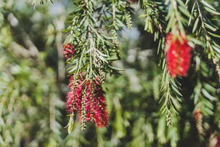 native Australian bottle brush callistemon tree in bloom with red flowers shot at extremely shallow depth of field against a sunny blue skyの写真素材