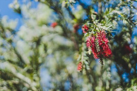 native Australian bottle brush callistemon tree in bloom with red flowers shot at extremely shallow depth of field against a sunny blue skyの写真素材