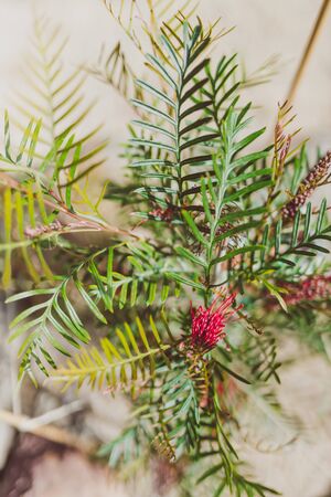 native Australian "red hooks" grevillea plant with flowers in full bloom shot at shallow depth of fieldの写真素材