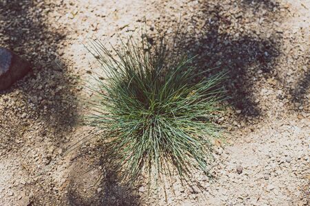 native Australian grass outdoor in sunny backyard shot at shallow depth of fieldの写真素材