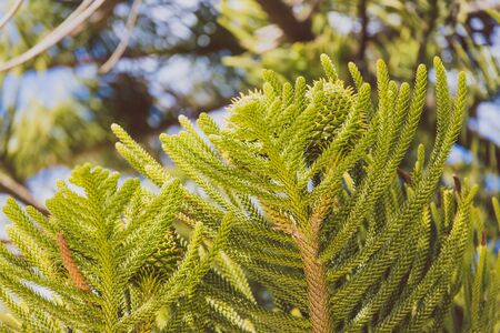 native Australian norfolk pine plant outdoor in sunny backyard shot at shallow depth of field