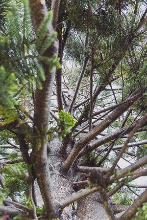 native Australian Norfolk pine plant outdoor in sunny backyard shot at shallow depth of field from underneathの写真素材