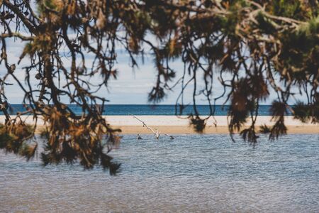 Australian beach landscape with tree branches in the foreground shot on a warm spring day with contrasty light の写真素材