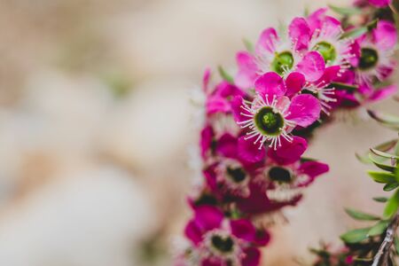 native Australian tea tree in bloom with pink flowers shot at shallow depth of field