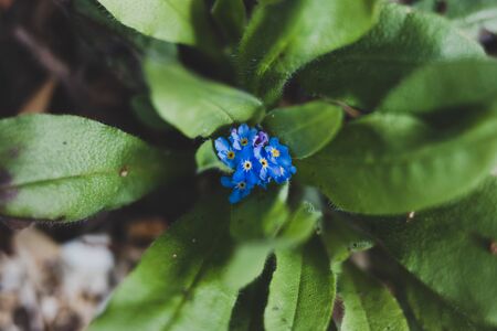 blue forget me not plant with tiny flowers outdoor in sunny backyard shot at shallow depth of fieldの写真素材