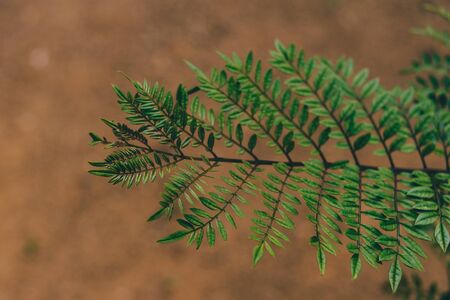 close-up of the leaves of a native Australian Jacaranda plant outdoor in sunny backyard shot at...