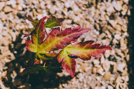 japanese maple plant with both green and red leaves outdoor in sunny backyard, close-up shot under harsh sunlightの写真素材