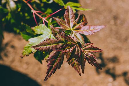 japanese maple plant with both green and red leaves outdoor in sunny backyard, close-up shot under harsh sunlightの写真素材
