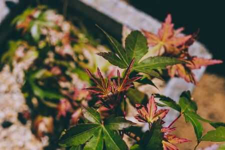 japanese maple plant with both green and red leaves outdoor in sunny backyard, close-up shot under harsh sunlightの写真素材