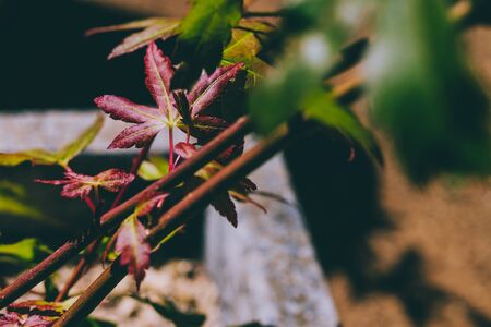 japanese maple plant with both green and red leaves outdoor in sunny backyard, close-up shot under harsh sunlightの写真素材