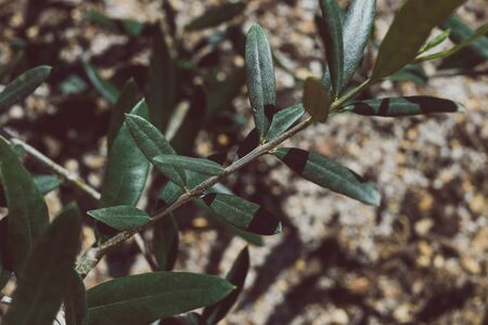 close-up of olive tree outdoor in sunny backyard shot under harsh sunlightの写真素材