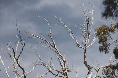 rugged tree branches from a dead eucalyptus gum tree against a dark moody storm sky in Australia