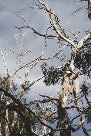 rugged tree branches from a dead eucalyptus gum tree against a dark moody storm sky in Australiaの写真素材