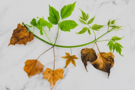 climate change and solutions to global warming conceptual still-life, green lush branch with healthy leaves vs dead dry leavesの写真素材