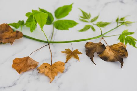 climate change and solutions to global warming conceptual still-life, green lush branch with healthy leaves vs dead dry leavesの写真素材