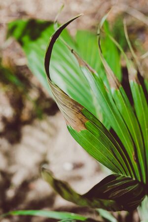 taking care of plants concept, close-up of palm plant outdoor with semi dry damaged leaves shot at shallow depth of field in sunny backyardの写真素材