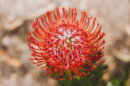 native Australian protea plant outdoor with red flowers in sunny backyard shot at shallow depth of fieldの写真素材