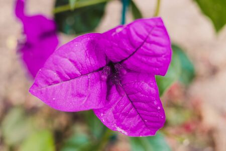 close-up of bougainvillea plant with purple flowers outdoor in sunny backyardの写真素材
