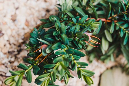 close-up native Australian Darwinia plant also called Mountain Bells outdoor in sunny backyard shot at shallow depth of fieldの写真素材