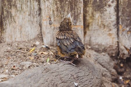 baby bird chick for the first time outside the nest and looking around in a backyardの写真素材