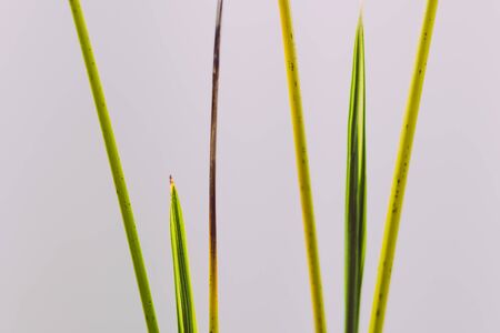 minimalist composition of palm tree growth indoor in pot with white backgroundの写真素材