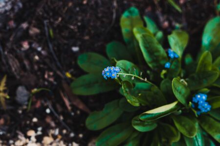 close-up of forget-me-not plant with blue flowers shot outdoor in sunny backyardの写真素材