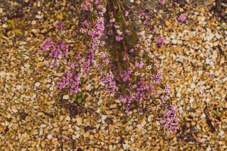 native Australian tea tree in bloom with pink flowers shot from topdown perspectiveの写真素材