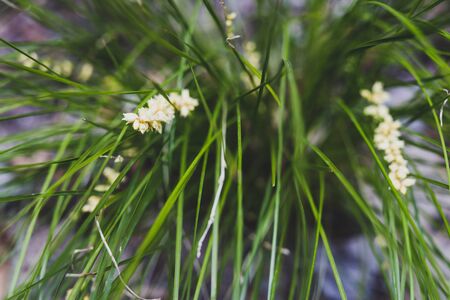 close-up of lomadra grass plant outdoor in sunny backyard shot at shallow depth of fieldの写真素材