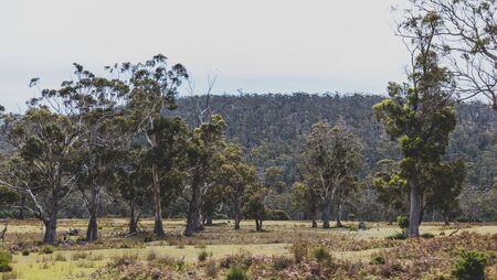 Australian countryside landscape as viewed from the car during a road trip in Tasmania, with dry land and eucalyptus treesの写真素材