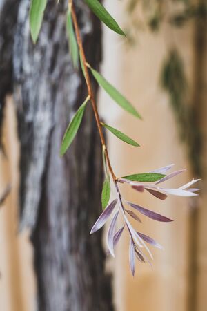 native Australian bottle brush callistemon tree with green and silver purple leaves shot at shallow...