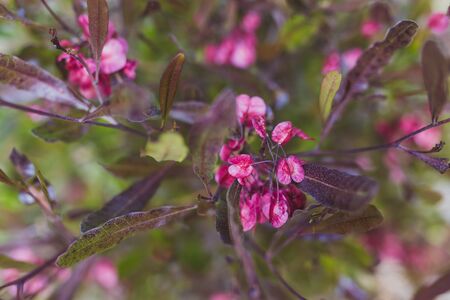close-up of dedonia plant outdoor in sunny backyard shot at shallow depth of fieldの写真素材
