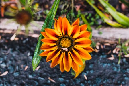 African native Gazania daisies with vibrant yellow and red tones shot at golden hourの写真素材