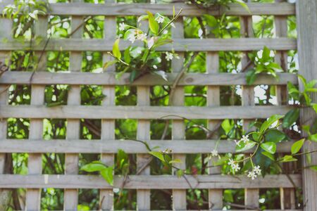 jasmin plant with tiny white flowers surrounded by greenery and fence bokeh outdoor in sunny backyard shot at shallow depth of fieldの写真素材