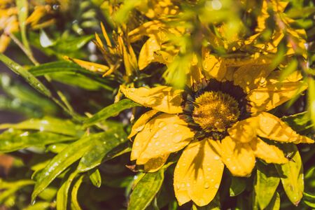 African native Gazania daisies with vibrant yellow tones shot at shallow depth of field under...