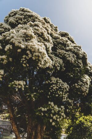 native Australian paper bark melaleuca plant outdoor in sunny backyard shot at shallow depth of...
