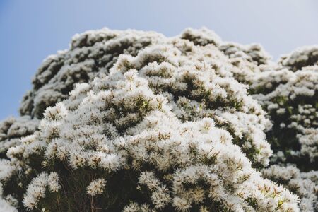 native Australian paper bark melaleuca plant outdoor in sunny backyard shot at shallow depth of fieldの写真素材