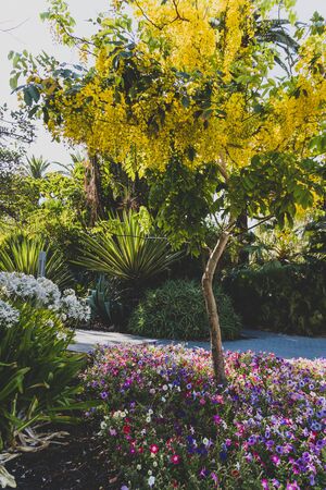 Golden shower tree or cassia fistula plant in full bloom with the characeristics yellow flowers among other plants in lushy public gardenの写真素材
