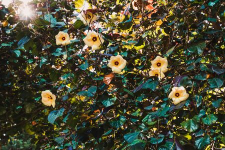bush of native Australian yellow hibiscus with penty of flowers shot under strong sunshine 