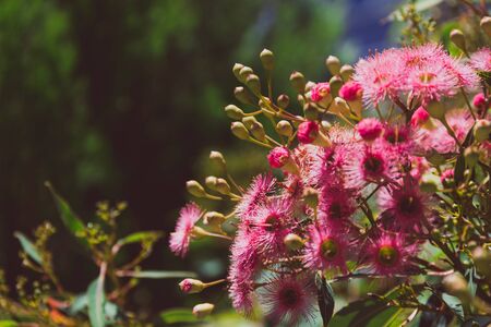 bright pink gum tree flowers shot at shallow depth of field under strong sunshine with contrasty...