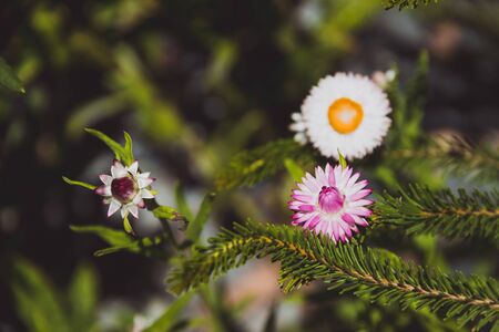 helychrysum paper daisy plant with flowers shot at shallow depth of field on a sunny summer day in Perth, Australiaの写真素材