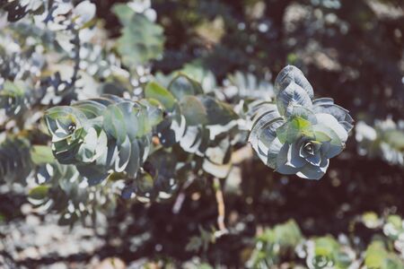 eucalyptus rhodantha rose mallee plant shot at shallow depth of field on a sunny summer day in Perth, Australiaの写真素材