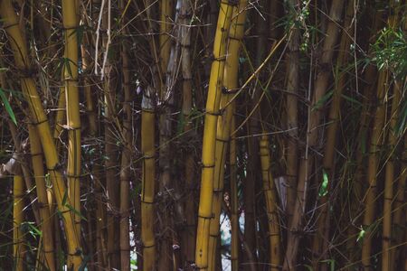 bamboo tree with dark yellow trunk in tropical park の写真素材