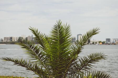 PERTH, AUSTRALIA - December 25th, 2019: Riverside pedestrian walk in Perth with palm trees next to the Swan Riverのeditorial素材