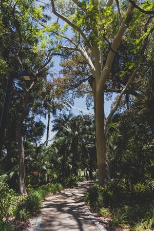 PERTH, AUSTRALIA -  December 24th, 2019: detail of park with exotic trees and plants for warm climate in Perthのeditorial素材